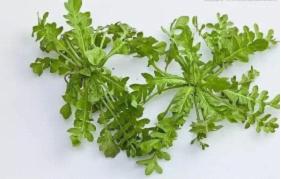 荠菜