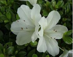 野杜鹃花