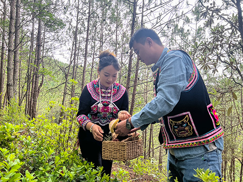 “菌乡易门寻鲜记”主题旅游线路等你来体验.jpg