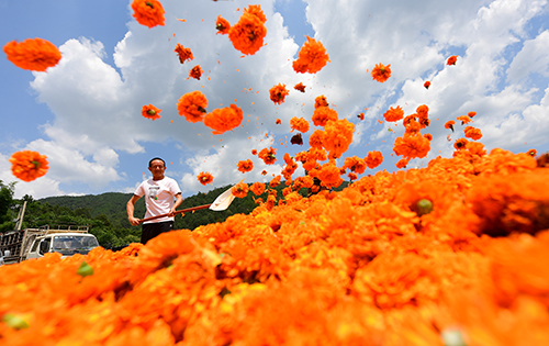 安居村600亩万寿菊开出“致富花”.jpg
