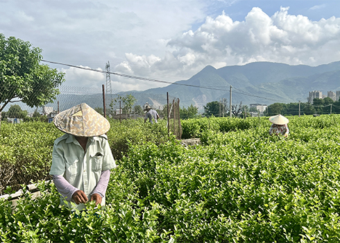 茉莉香飘致富路.jpg
