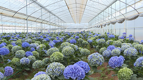 光山村绣球绽放致富花.jpg