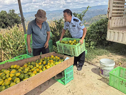 警民同心采摘忙 柑橘地里情意长1.jpg 警民同心采摘忙 柑橘地里情意长1.jpg