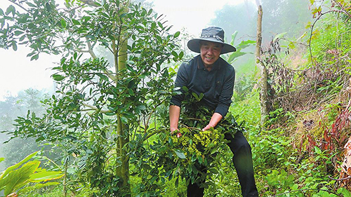 羊街乡小八角撬动大产业.jpg 羊街乡小八角撬动大产业.jpg